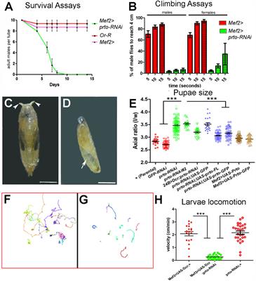 Purriato is a conserved small open reading frame gene that interacts with the CASA pathway to regulate muscle homeostasis and epithelial tissue growth in Drosophila